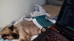 quikstor work from home wfh remote office laptop on bed with small dog
